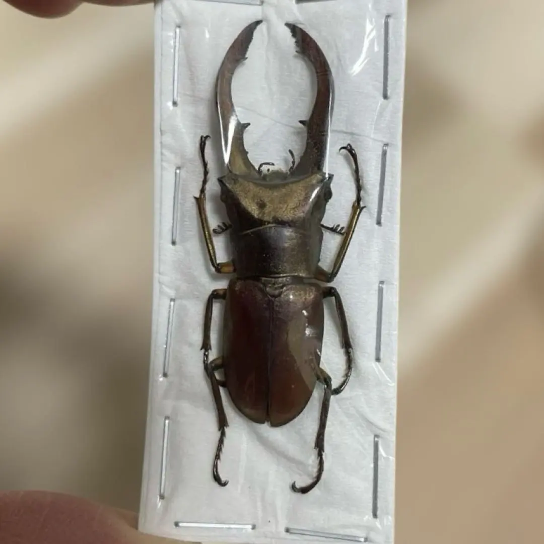 2026年最新】ホソアカクワガタ 標本の人気アイテム - メルカリ