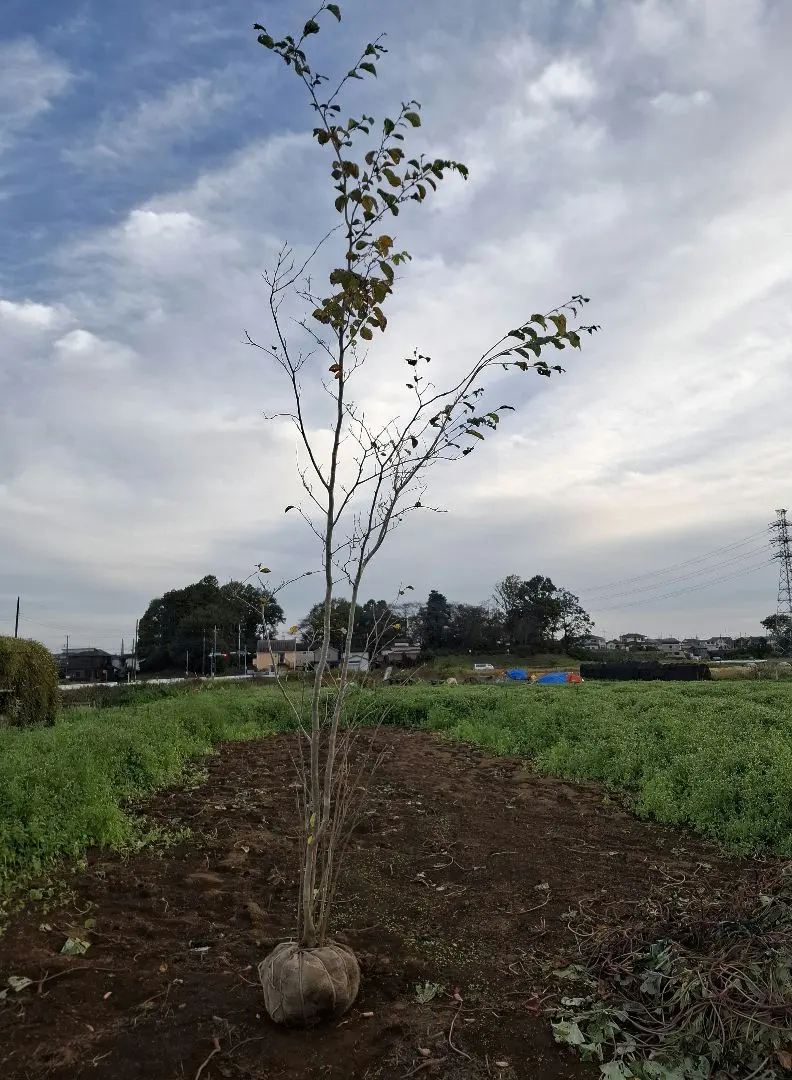 2026年最新】アオダモの庭の人気アイテム - メルカリ