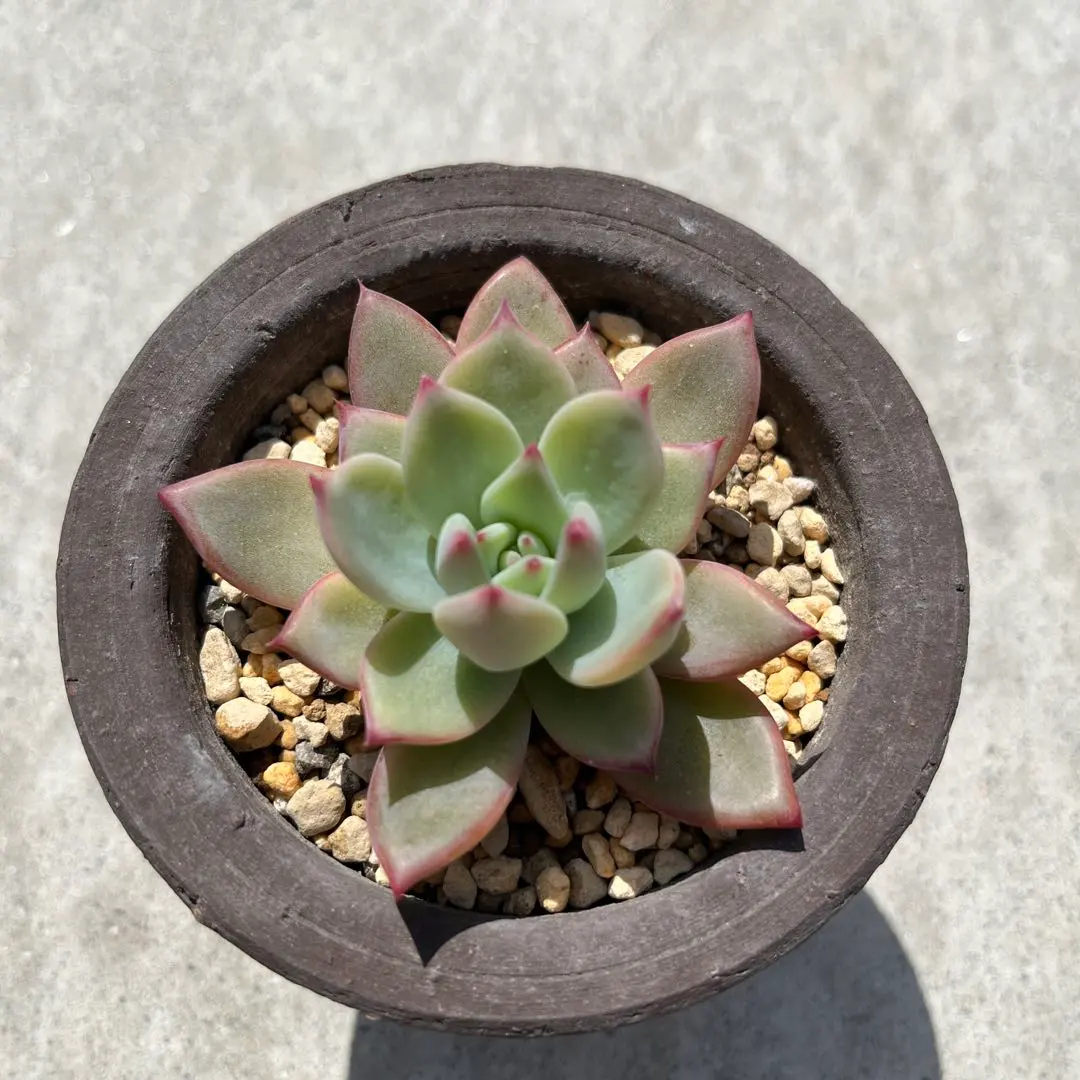 2026年最新】二瓶 リンゼアナの人気アイテム - メルカリ