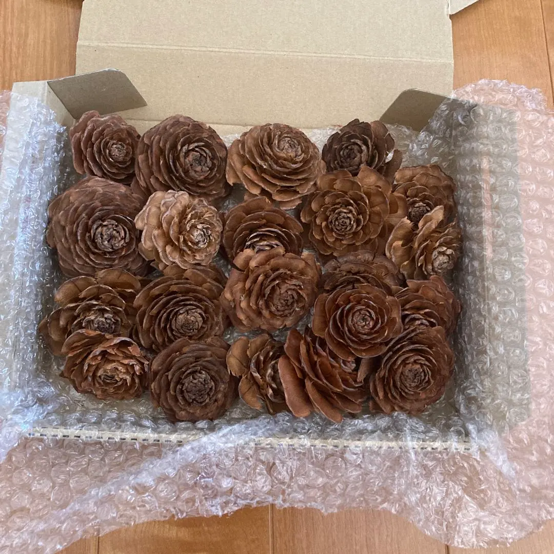 2026年最新】杉ぼっくりの人気アイテム - メルカリ