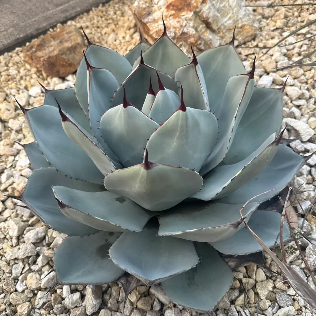 2026年最新】アガベ トランカータ ハンティントンの人気アイテム