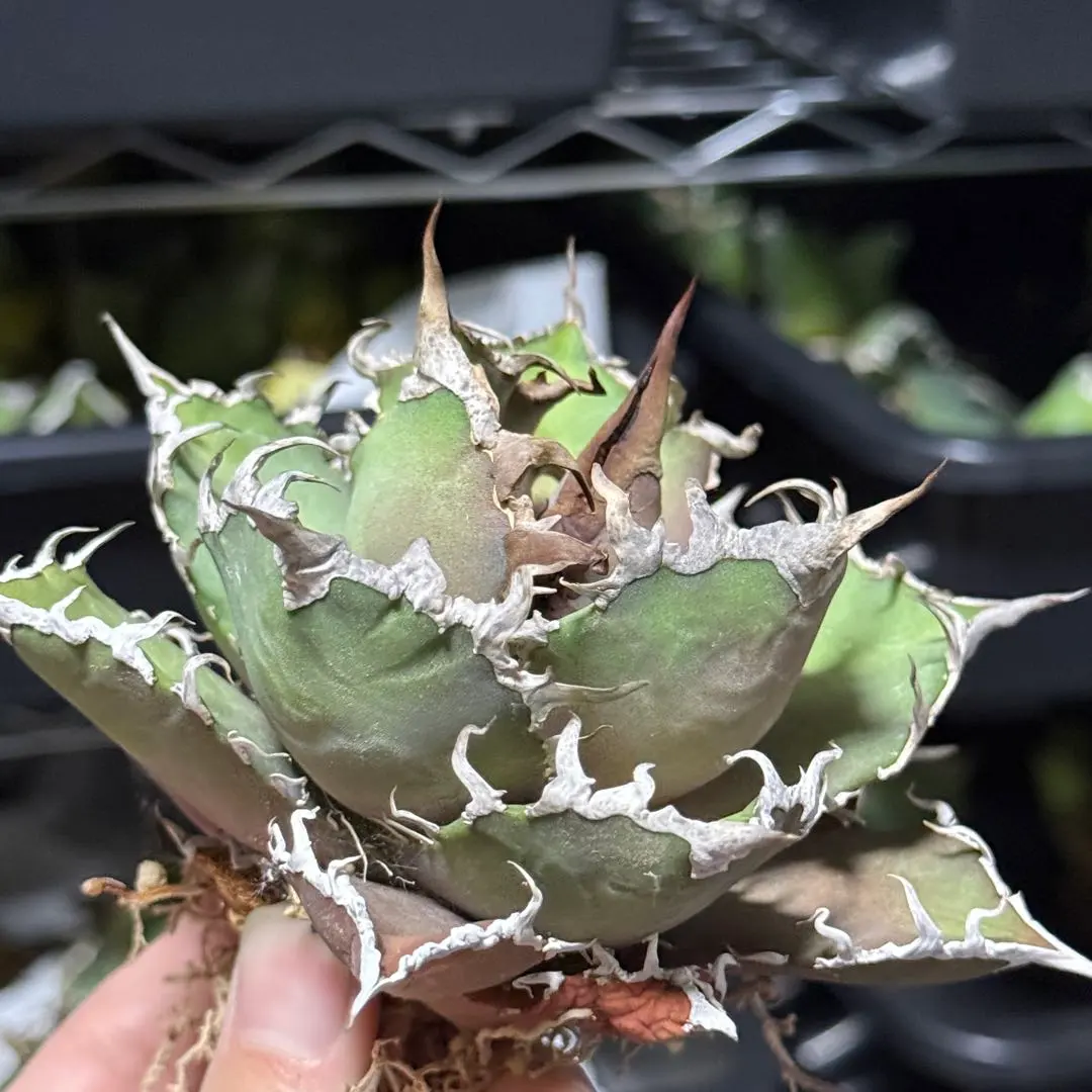 2026年最新】シーザー凱旋の人気アイテム - メルカリ