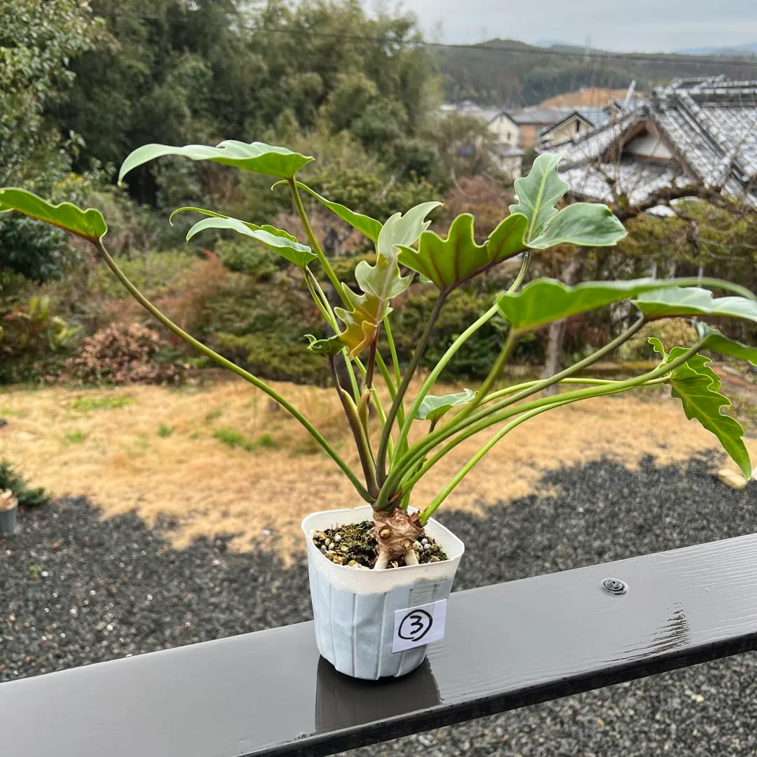 2026年最新】クッカバラ根上がりの人気アイテム - メルカリ