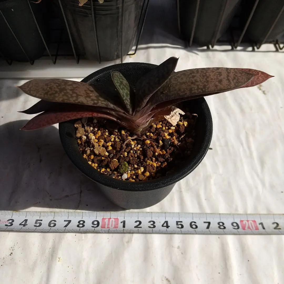 2026年最新】ガステリア属の人気アイテム - メルカリ