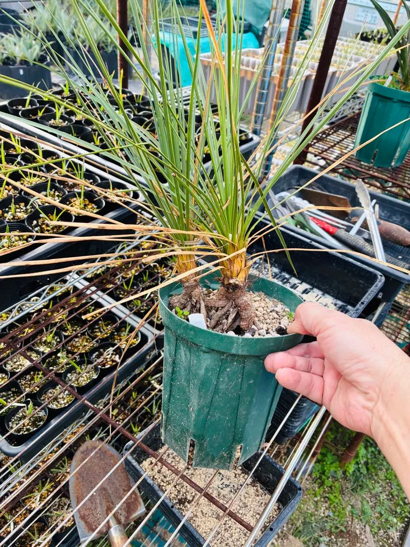 2026年最新】ユッカロストラータ ダブルヘッドの人気アイテム - メルカリ