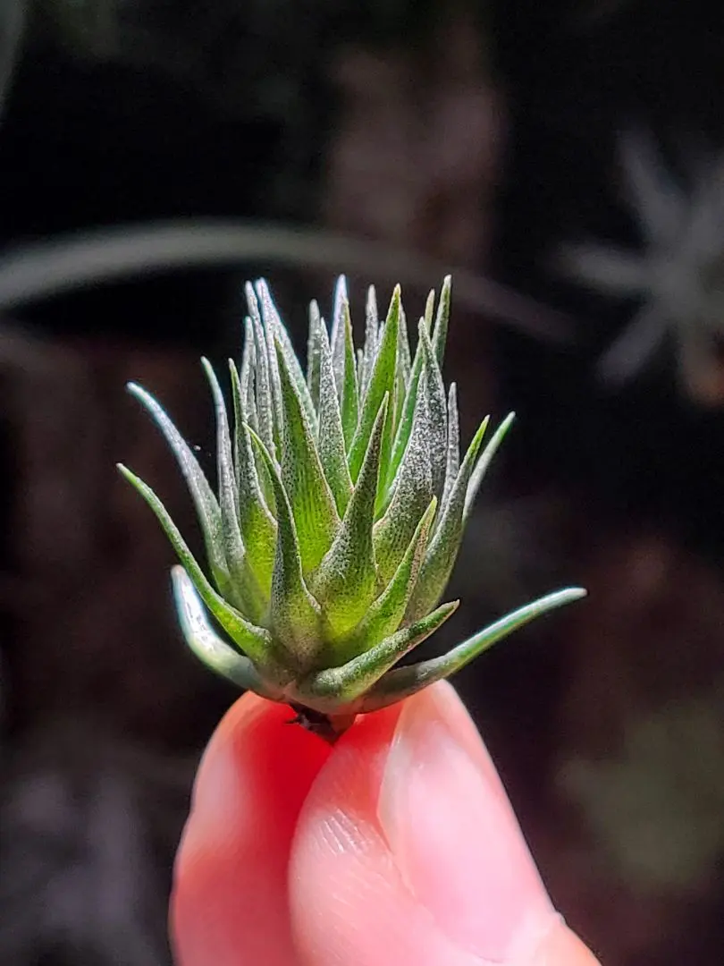 2026年最新】チランジア カウツキーの人気アイテム - メルカリ