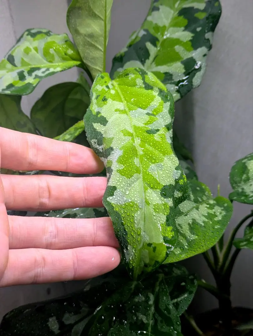 2026年最新】アンダマン アグラオネマの人気アイテム - メルカリ