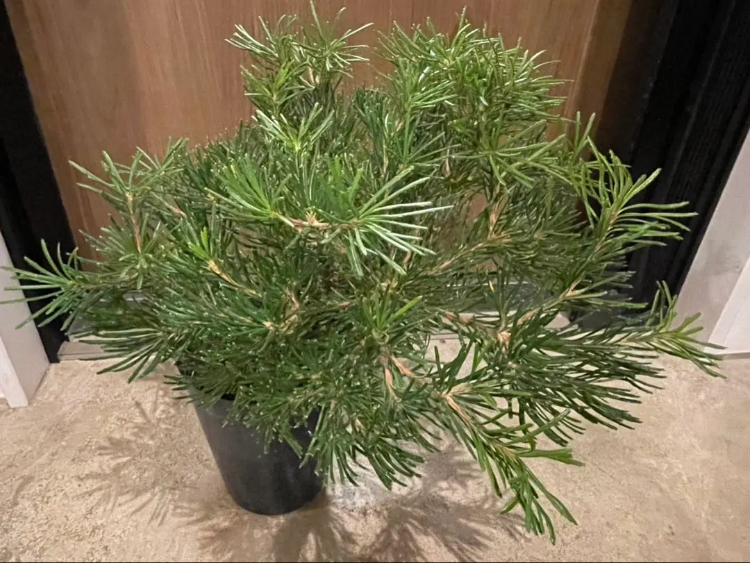 2026年最新】バンクシア バースデーキャンドルの人気アイテム - メルカリ