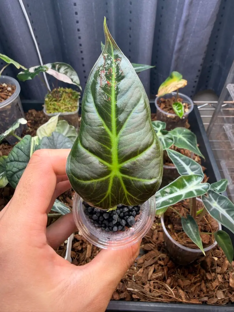 2026年最新】リーガルシールズの人気アイテム - メルカリ