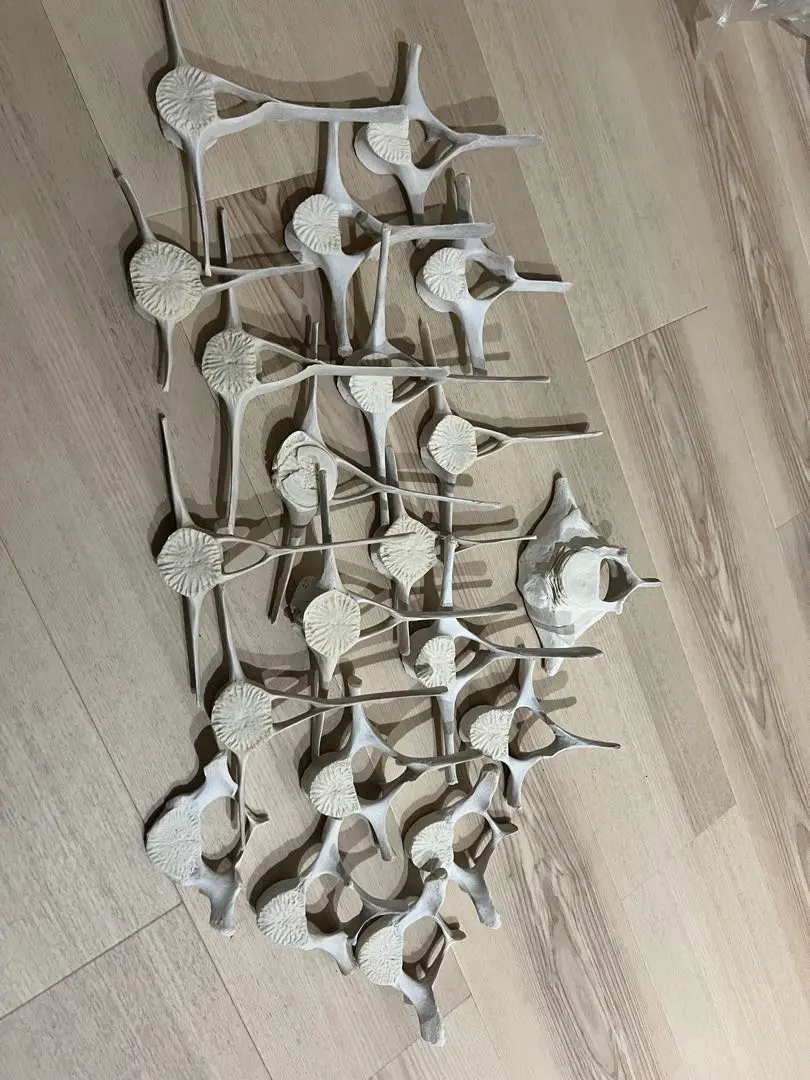 2026年最新】イルカの骨の人気アイテム - メルカリ