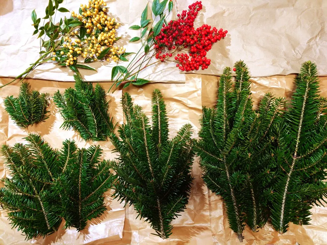 2026年最新】もみの木 苗の人気アイテム - メルカリ