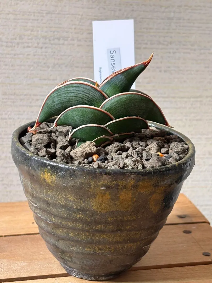 2026年最新】サンスベリア ロリダ 斑入りの人気アイテム - メルカリ