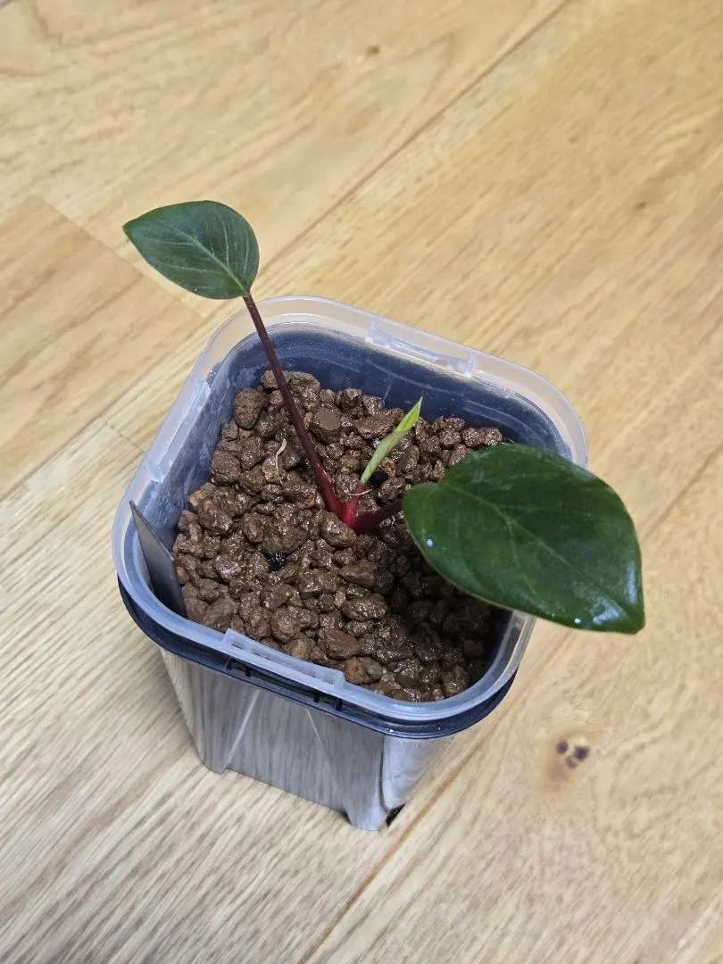 2026年最新】ホマロメナ 正規タグの人気アイテム - メルカリ