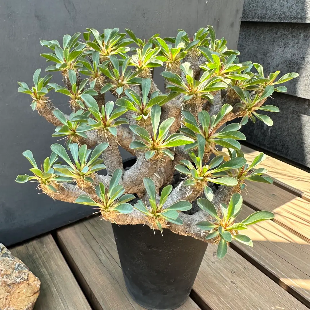 2026年最新】ギラウミニアナ 現地球の人気アイテム - メルカリ