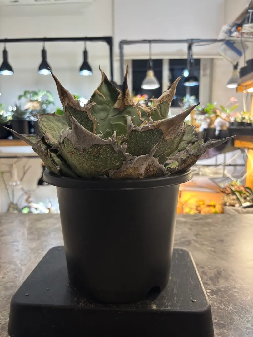 2026年最新】オアハカ オテロイ 現地球の人気アイテム - メルカリ