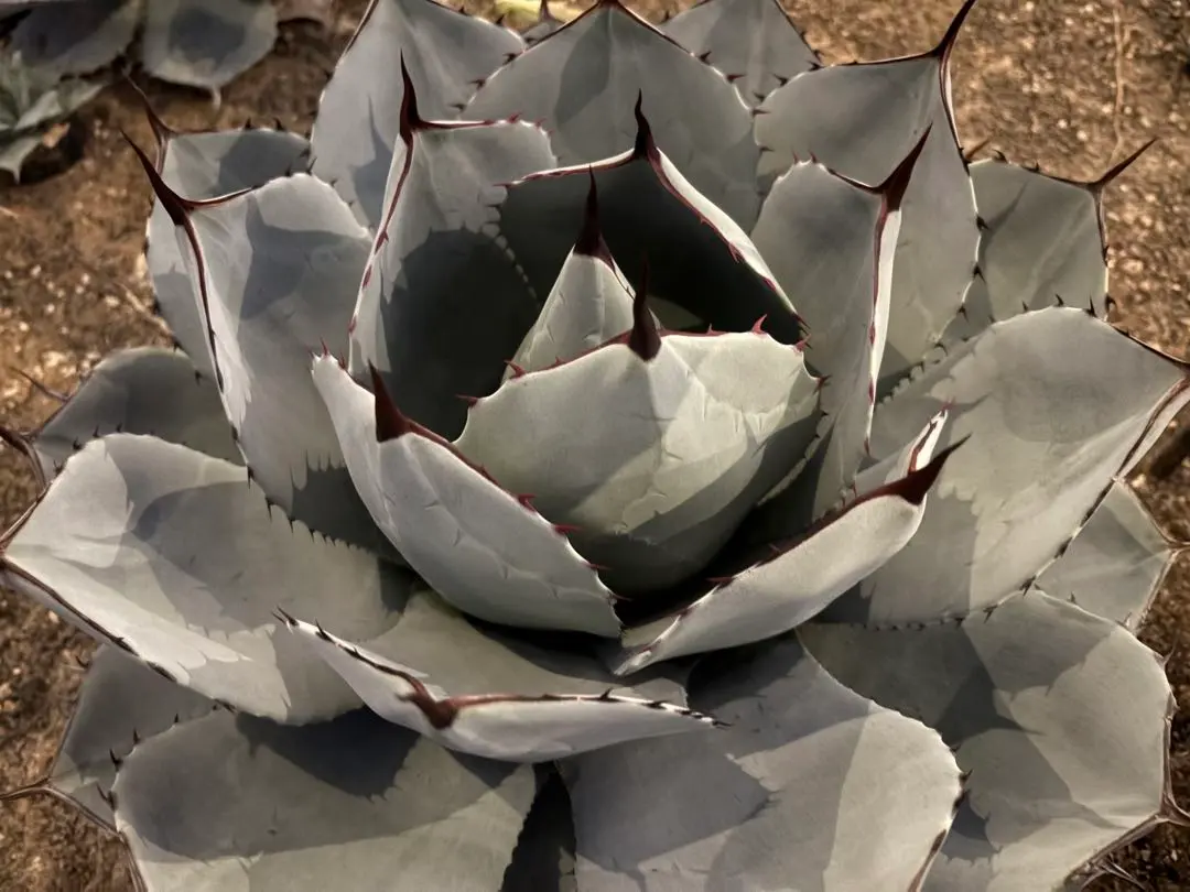 2026年最新】アガベ トランカータ ハンティントンの人気アイテム