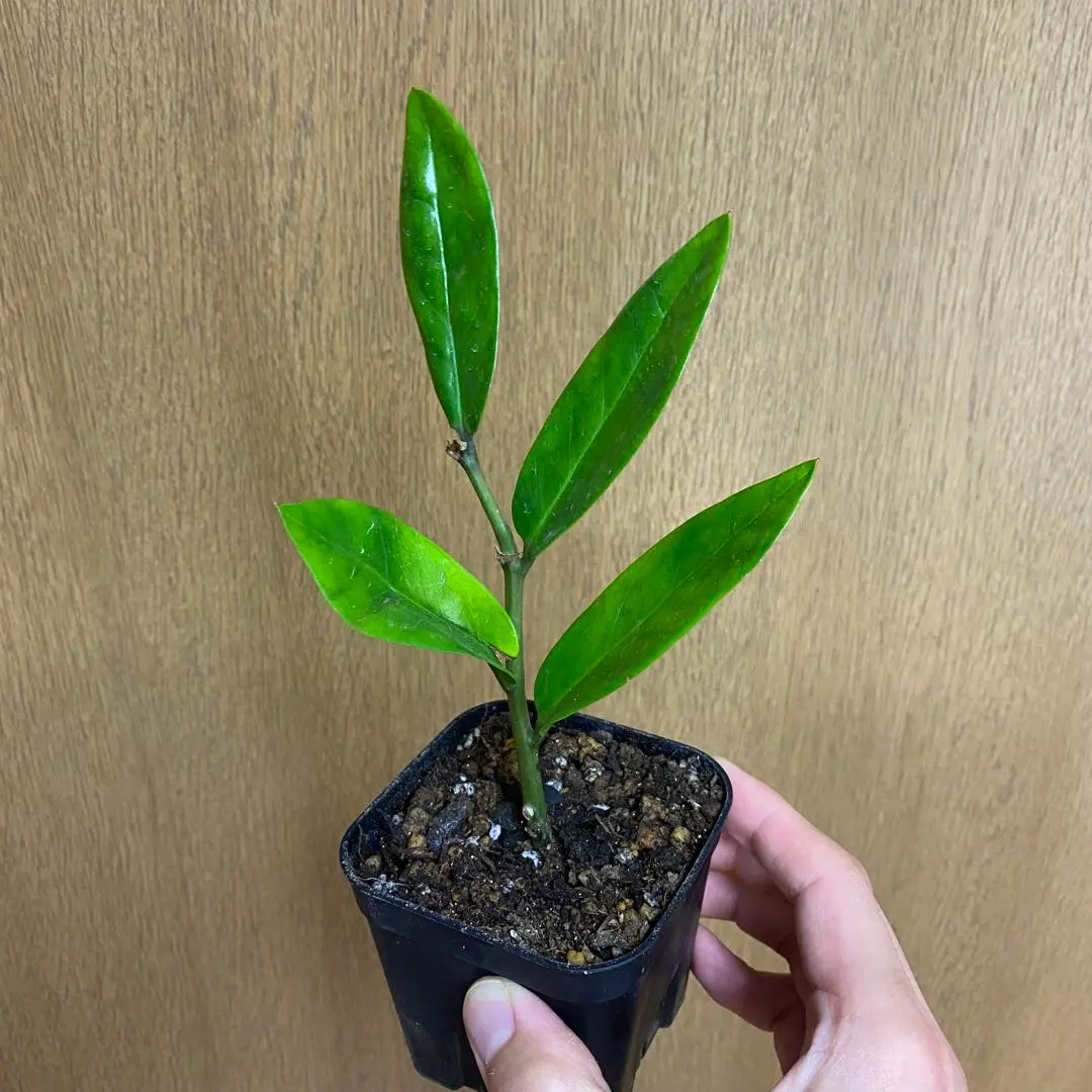 2026年最新】zzプラントの人気アイテム - メルカリ