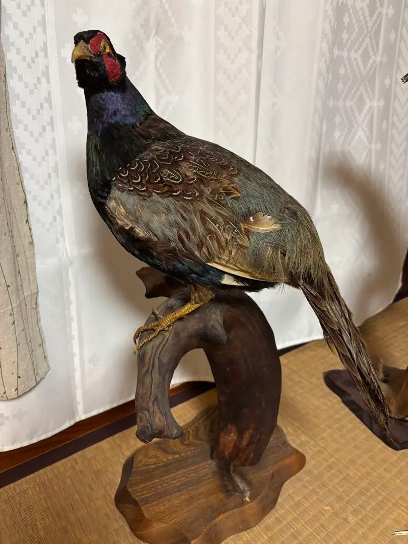 2026年最新】剥製本物の人気アイテム - メルカリ