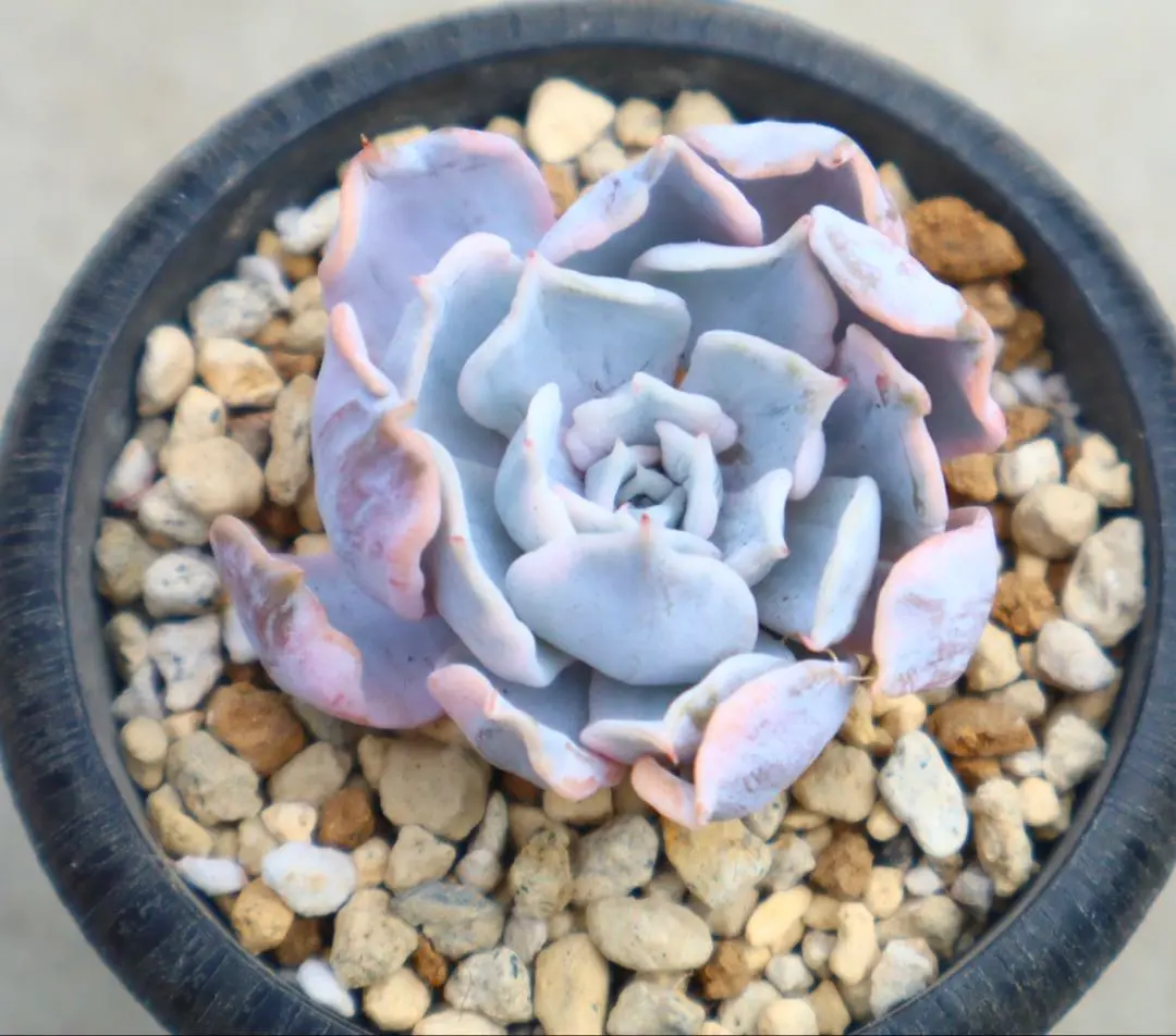 2026年最新】リラシナ錦の人気アイテム - メルカリ