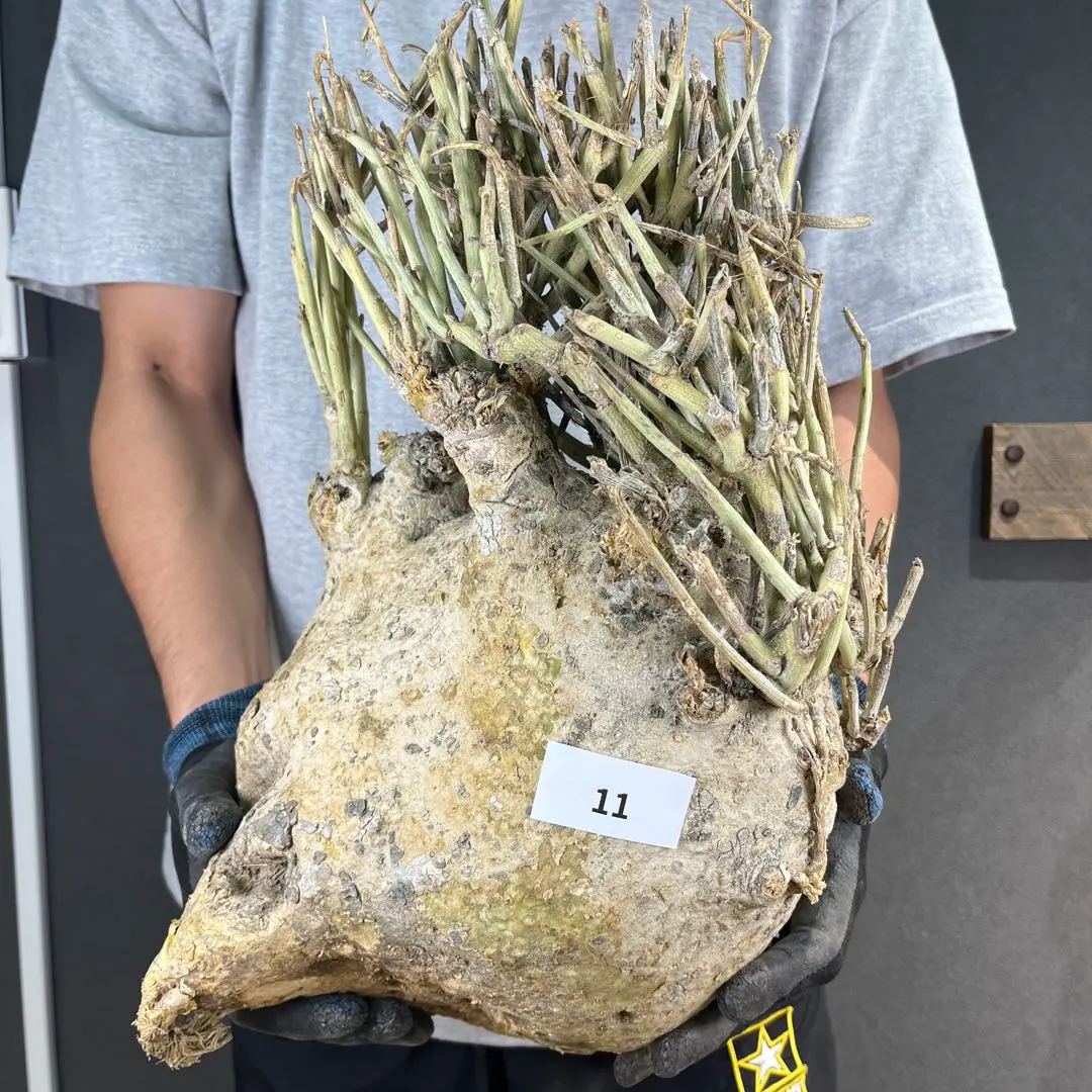 2026年最新】アデニア ペチュエリーの人気アイテム - メルカリ