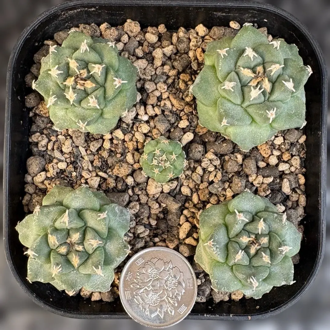 2026年最新】ツルビニカルプスの人気アイテム - メルカリ