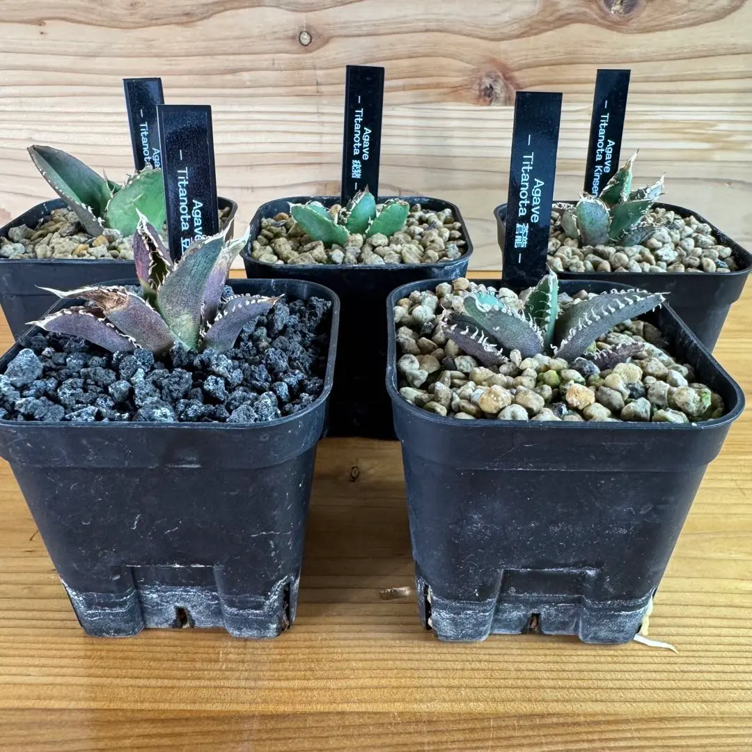 2026年最新】アガベ豆豆龍の人気アイテム - メルカリ