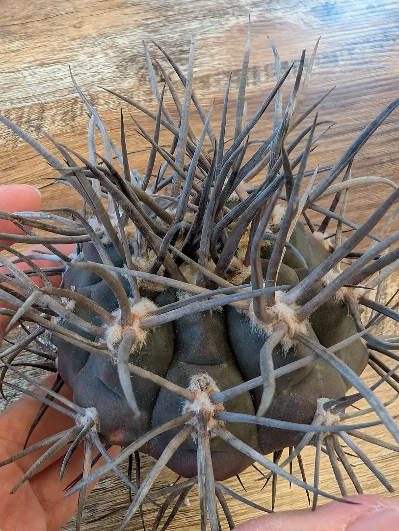 2026年最新】守金魔天竜の人気アイテム - メルカリ