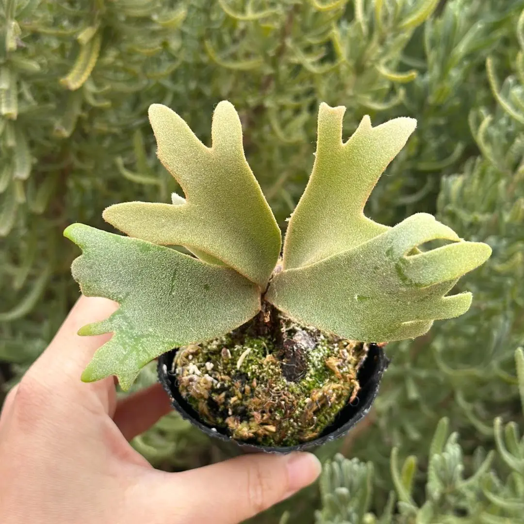 2026年最新】jenny tcの人気アイテム - メルカリ