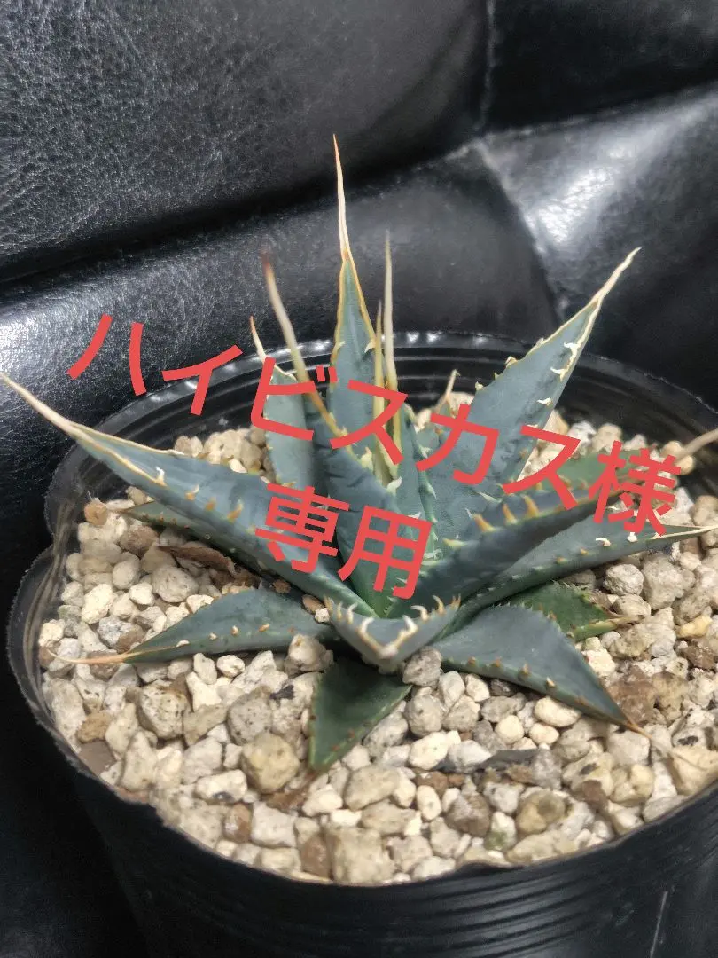 2026年最新】エボリスピナ 斑入りの人気アイテム - メルカリ