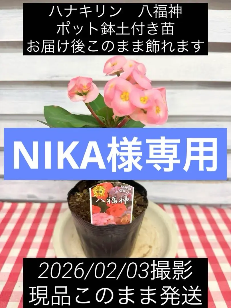 2026年最新】花キリン 八福神の人気アイテム - メルカリ
