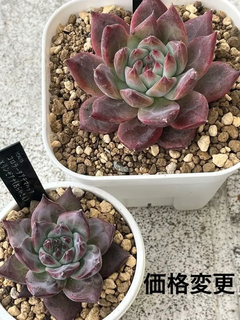 2026年最新】おらいさん リンゼアナ実生の人気アイテム - メルカリ