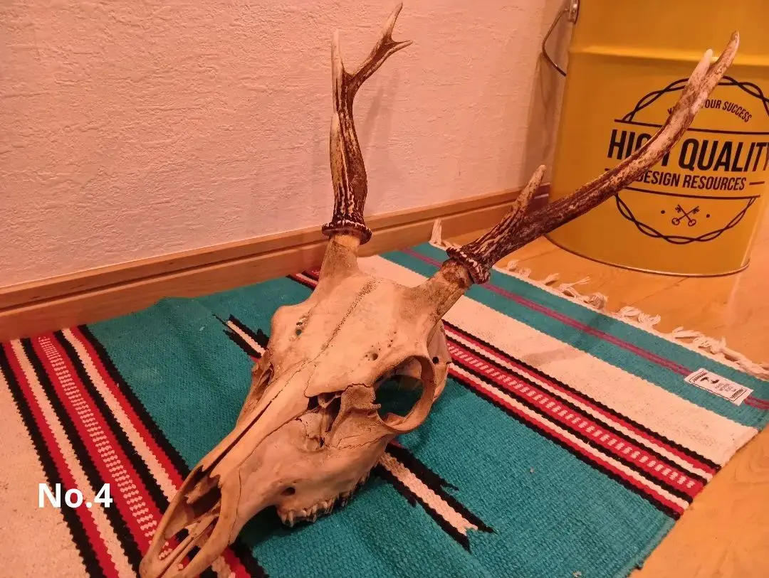 2026年最新】鹿 角 トロフィーの人気アイテム - メルカリ