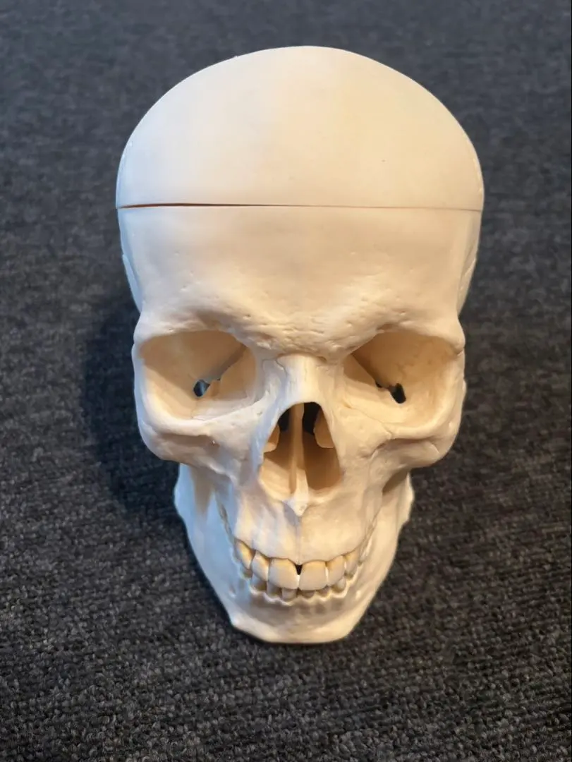 2026年最新】somso 模型の人気アイテム - メルカリ