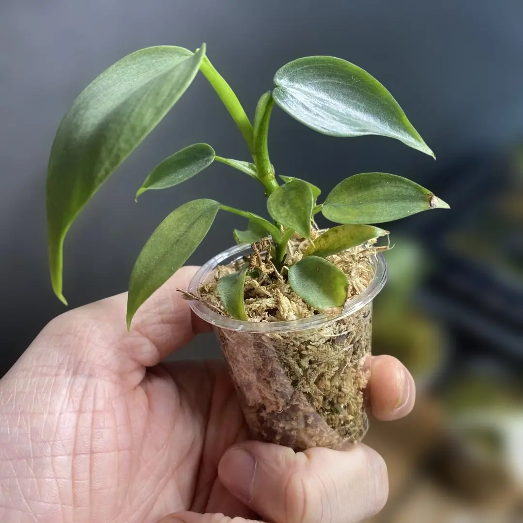 2026年最新】フィロデンドロンシルバーソードの人気アイテム - メルカリ