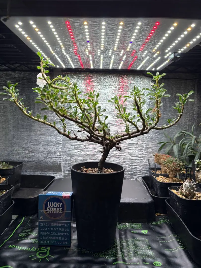 2026年最新】サルコカウロン バンデリエティアエの人気アイテム - メルカリ