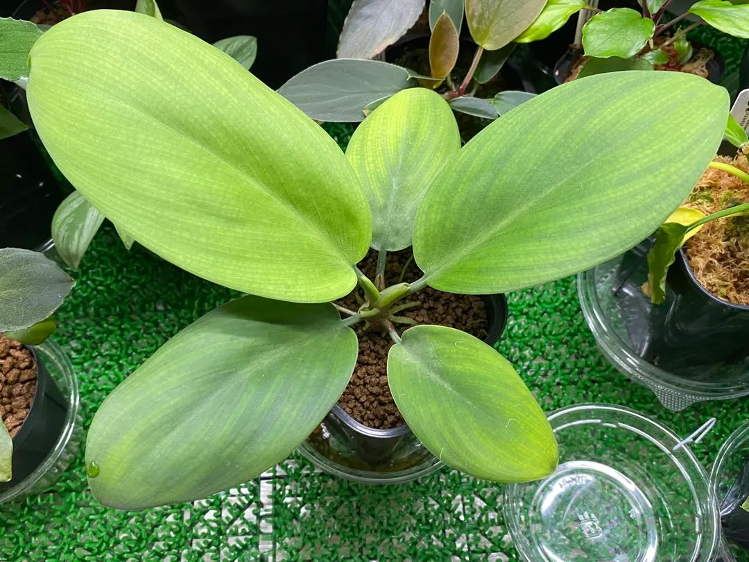 2026年最新】ホマロメナ 正規タグの人気アイテム - メルカリ