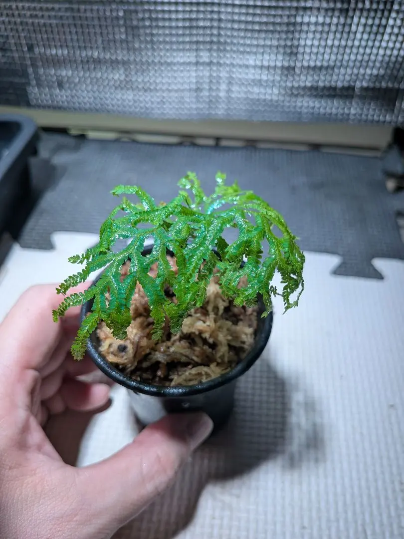 2026年最新】セラギネラ サイアメンシスの人気アイテム - メルカリ