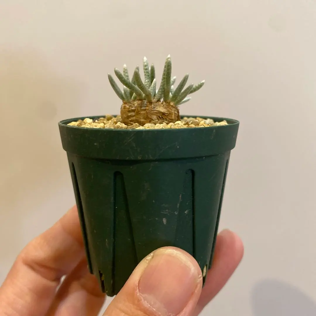 2026年最新】クイナリアの人気アイテム - メルカリ