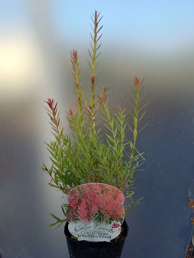 2026年最新】メラレウカ レッドジェムの人気アイテム - メルカリ