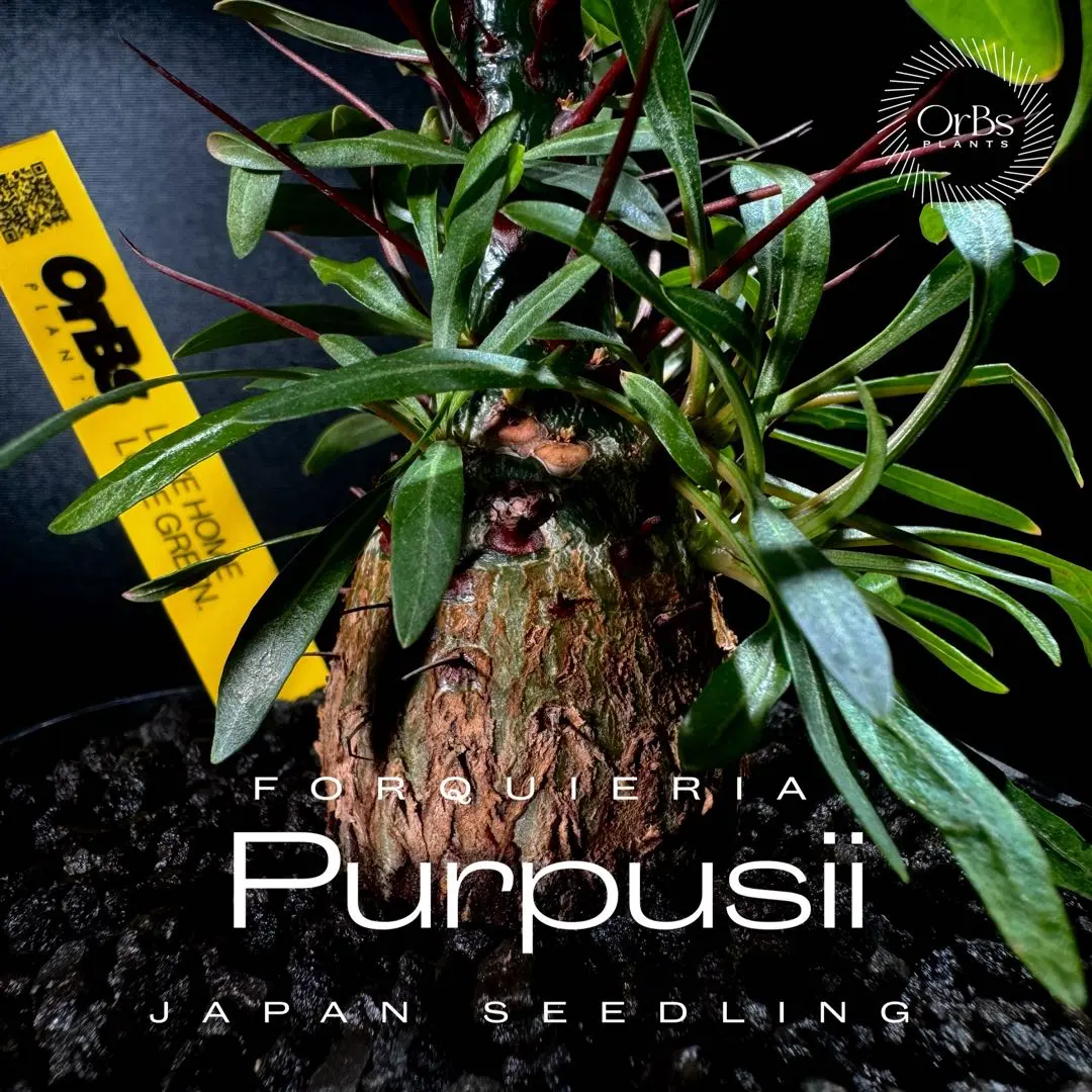 2026年最新】プルプシー 挿木の人気アイテム - メルカリ