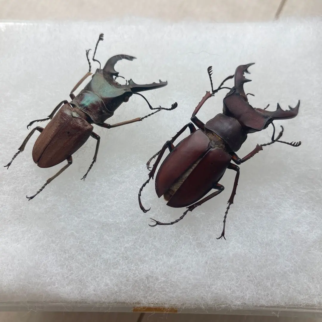 2026年最新】エラフスホソアカクワガタ 標本の人気アイテム - メルカリ