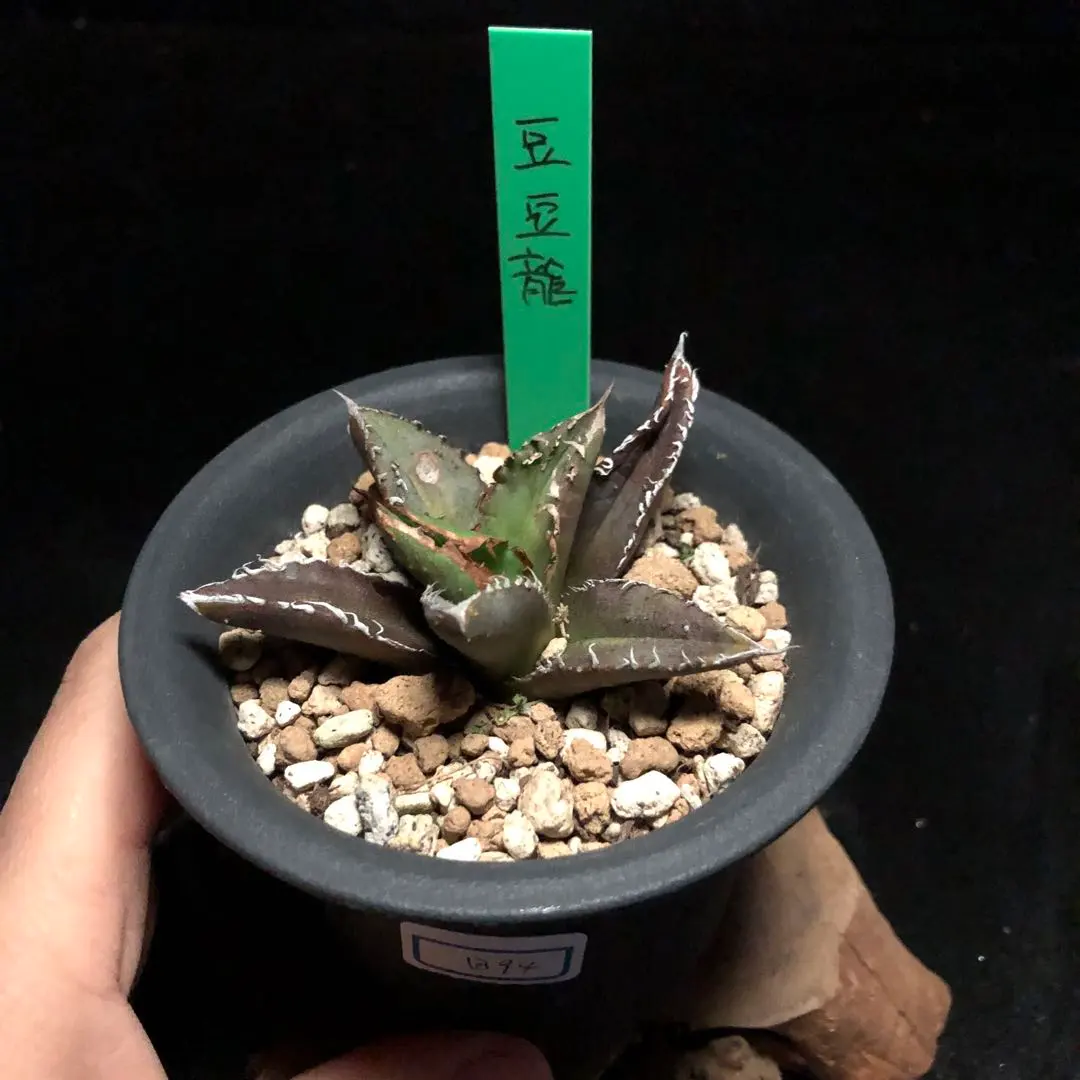 2026年最新】豆豆龍 アガベの人気アイテム - メルカリ