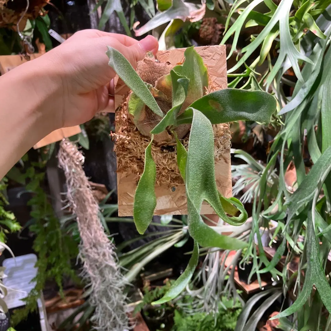 2026年最新】ビフルカツム コンパクトの人気アイテム - メルカリ