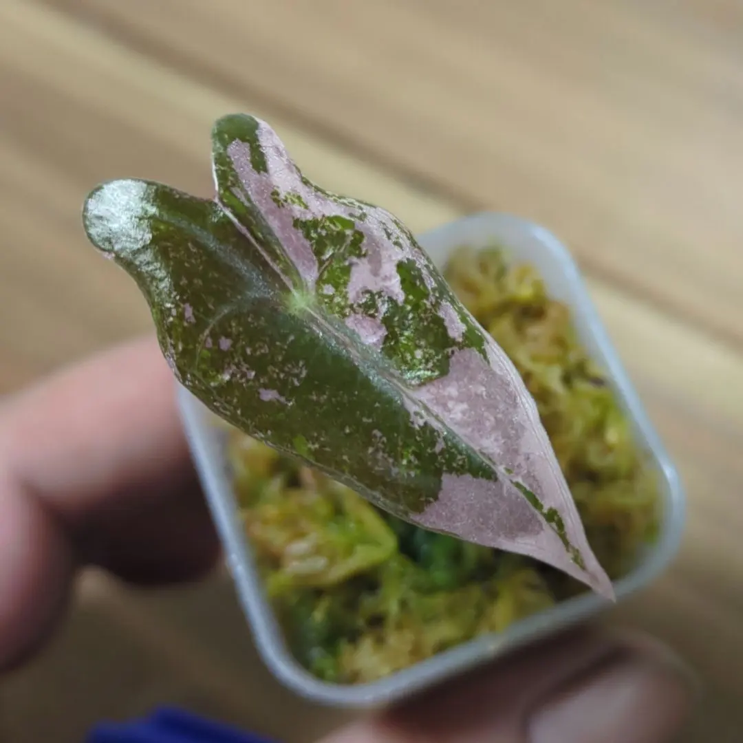 2026年最新】アロカシア ノビリスの人気アイテム - メルカリ