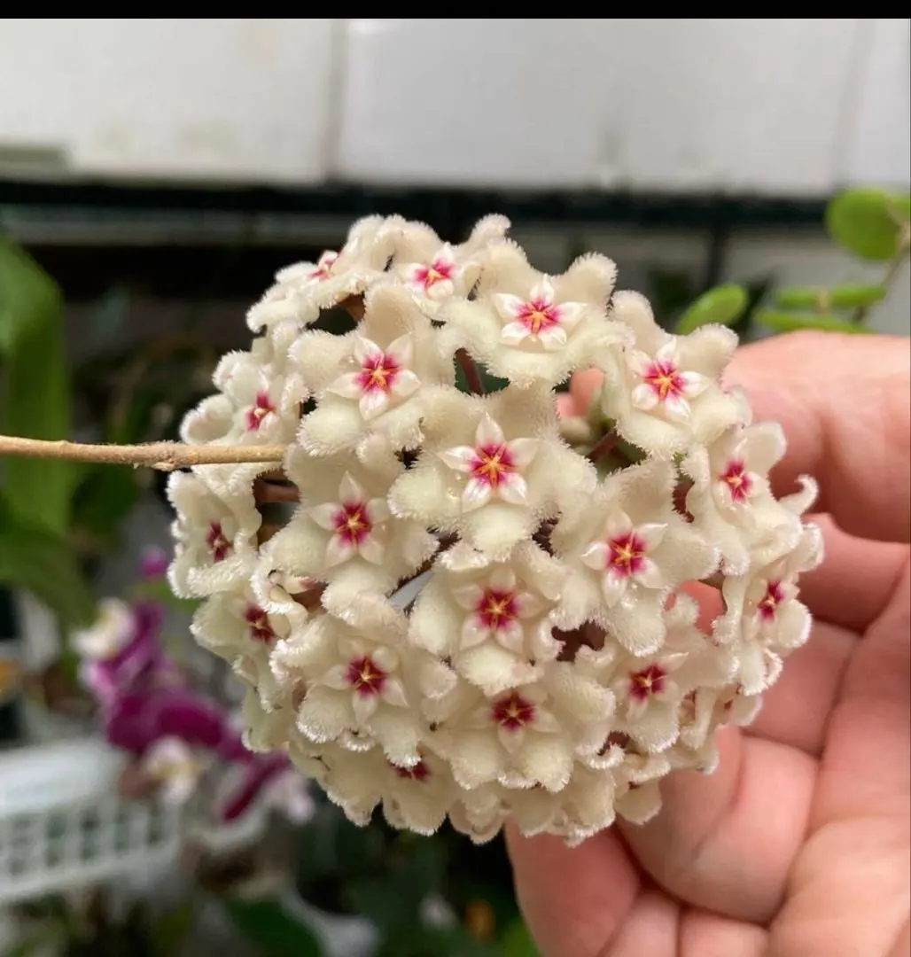 2026年最新】ホヤ マチルダの人気アイテム - メルカリ