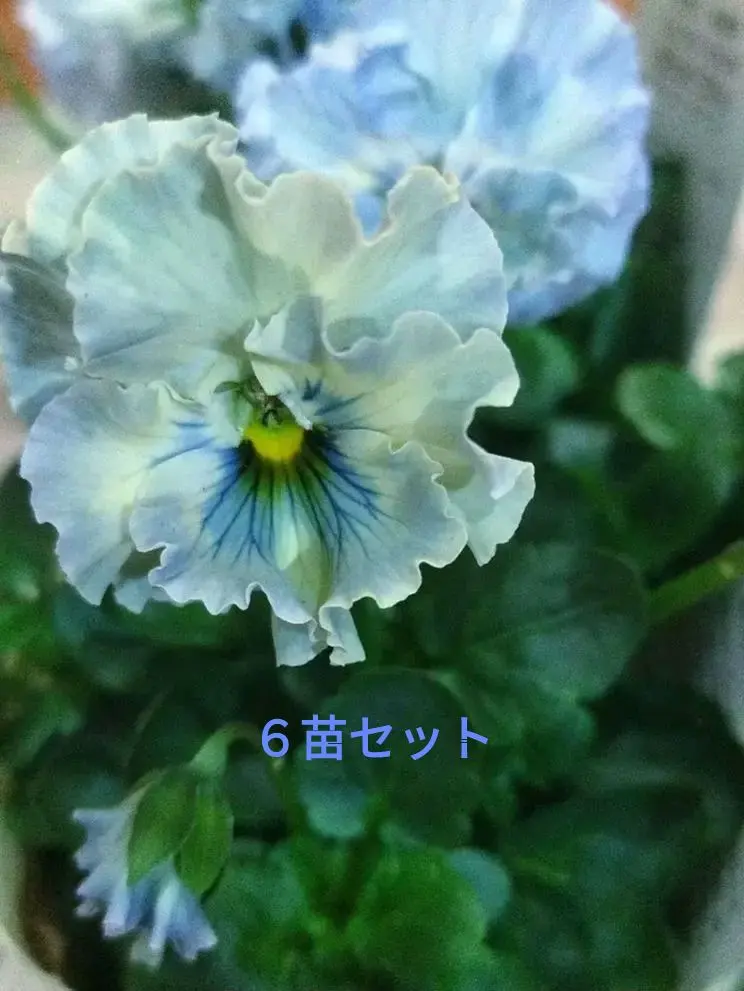 2026年最新】フェデネージュブルーの人気アイテム - メルカリ