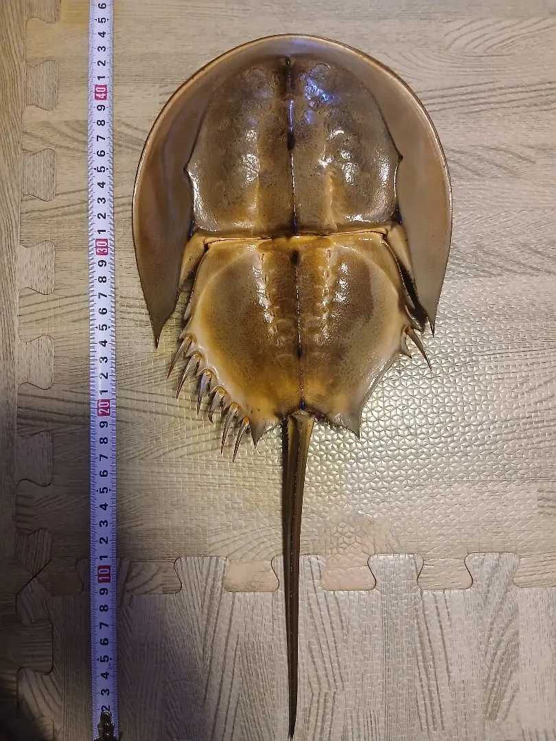2026年最新】カブトガニ標本の人気アイテム - メルカリ