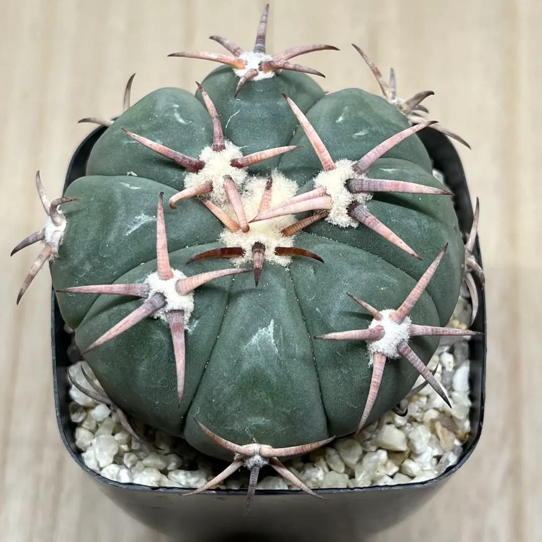 2026年最新】翠平丸の人気アイテム - メルカリ