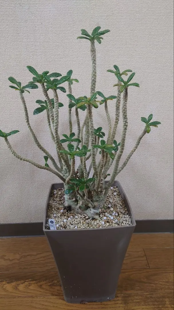 2026年最新】ドルステニアギガスの人気アイテム - メルカリ