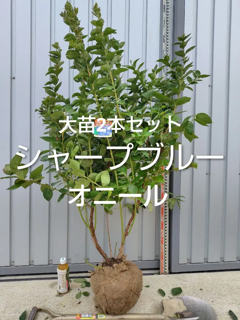 2026年最新】ブルーベリー苗 オニールの人気アイテム - メルカリ